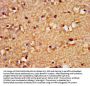 SOX3 Antibody