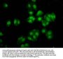 SOX30 Antibody