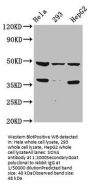 SOX4 Antibody