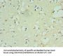 SOX6 Antibody