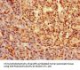 SOX9 Antibody