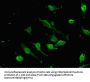 SOX9 Antibody