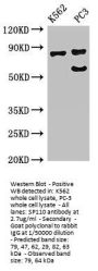 SP110 Antibody