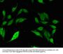 SP110 Antibody