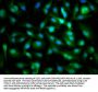 SPAG6 Antibody