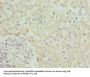 SPCS3 Antibody