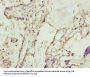 SPCS3 Antibody