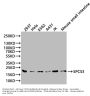 SPCS3 Antibody