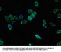 SPHK1 Antibody