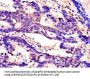 SPINK1 Antibody