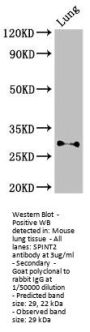 SPINT2 Antibody