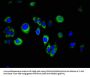 SPINT2 Antibody