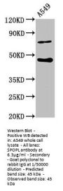 SPOPL Antibody