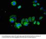 SPRY2 Antibody