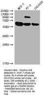 SRC Antibody