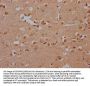 SRC Antibody