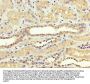 SREBF1 Antibody