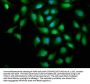 SREBF1 Antibody