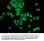 SRGAP3 Antibody