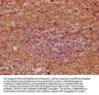 SRGN Antibody