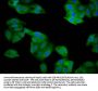 SRP14 Antibody