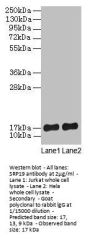 SRP19 Antibody