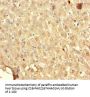 SRP19 Antibody