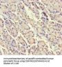 SRP19 Antibody