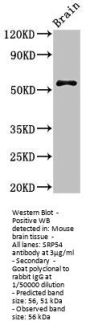 SRP54 Antibody