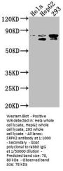 SRPK2 Antibody