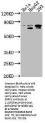 SRPK2 Antibody