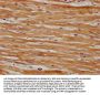 SRPX Antibody