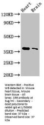 SRR Antibody