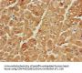 SRR Antibody