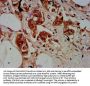 SSR2 Antibody