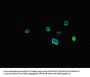 SSTR2 Antibody