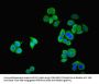 SSTR2 Antibody
