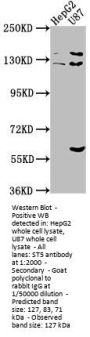 ST5 Antibody