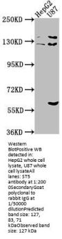 ST5 Antibody