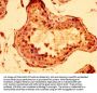 STAG3 Antibody