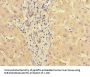 STAT3 Antibody