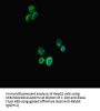 STAT3 Antibody