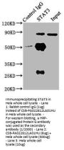 STAT3 Antibody