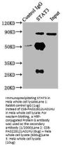 STAT3 Antibody