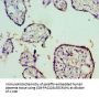 STAT5B Antibody