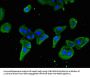 STAT5B Antibody