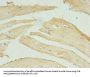 STX10 Antibody
