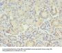 STX10 Antibody