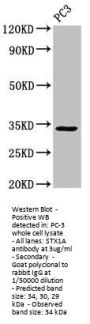 STX1A Antibody