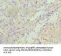 SULT1A1 Antibody